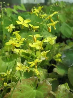 Epimedium Springs Unsung Heroes
