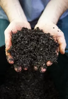 Ericaceous planting. Using the right ingredients