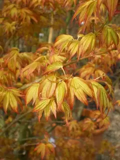 Ericaceous plants. Acer palmatum