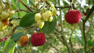 Ericaceous plants.  Arbutus