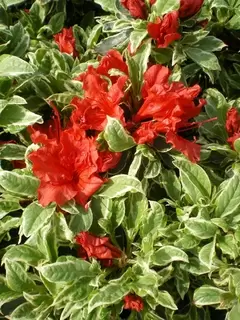 Ericaceous Plants.  Azalea.