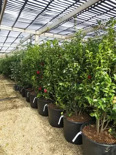 Ericaceous Plants. Camellia