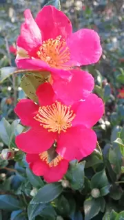 Ericaceous Plants.  Camellia sasanqua