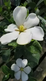 Ericaceous plants.  Gardenia and Cornus canadensis