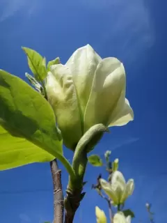 Ericaceous plants.  Magnolia 5-8m