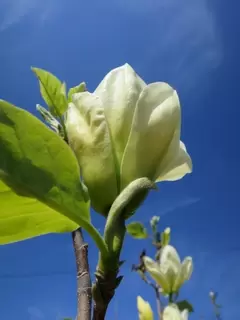 Ericaceous plants. Magnolia 5-8m