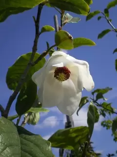 Ericaceous plants.  Magnolia for the connoisseur