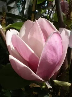 Ericaceous plants.  Magnolia under 5m