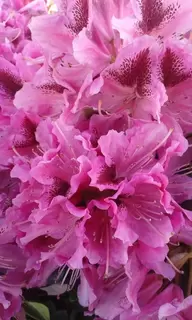 Ericaceous plants.  Rhododendrons Rock