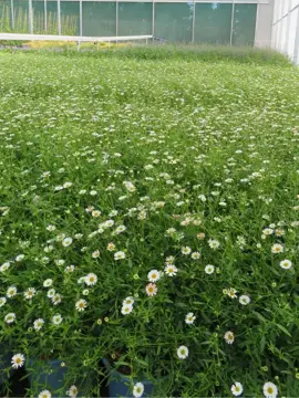 Erigeron karvinskianus