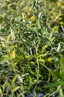 Euonymus.  Great ground cover options.