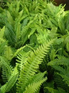 Evergreen ferns