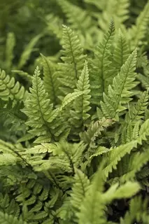Evergreen Ferns.  Stature and Style