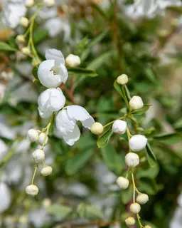 Exochorda x macrantha 'The Bride’