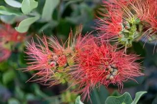 Exotic plants with stunning red flowers