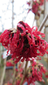 Exotic scent required? We have it here....