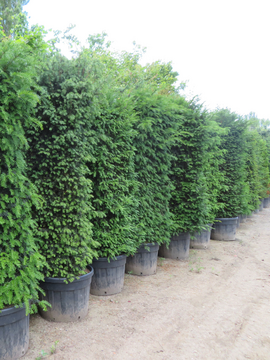 Extra savings on Taxus baccata