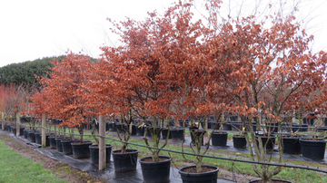 Fantastic Fagus