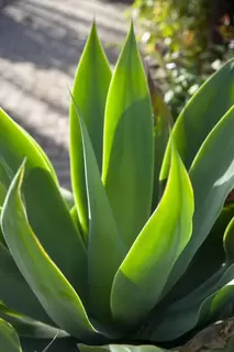 Fantastic Foliage Agave