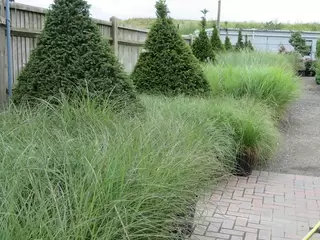 Fantastic Specimen Grasses