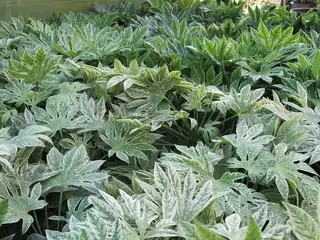 Fantastic Winter Foliage