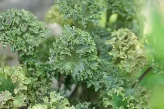 Farfugium jap. Wavy Gravy - New to Provender Nurseries