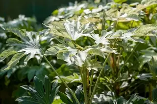 Fatsia - Flamboyant Fantastic Foliage for shady areas