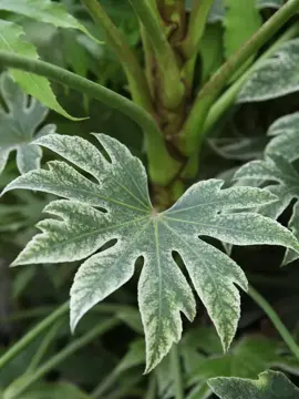 Fatsia – great for a tropical look