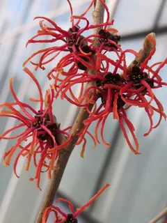 Favourite time of year – Hamamelis are out again