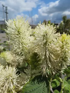 Feathery flowered Fothergilla Blue Shadow