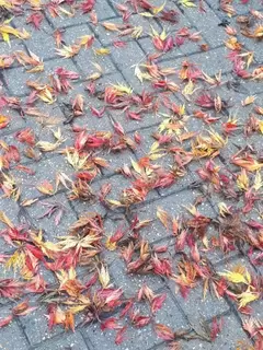 Fiery Autumn Acers
