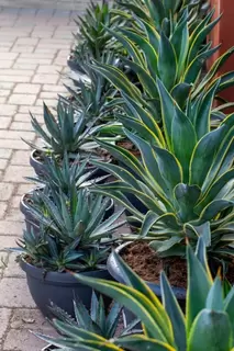 Flamboyant Fantastic Foliage for containers. Agave and Hesperaloe