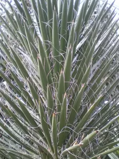 Flamboyant Fantastic Foliage for sunny areas - Yucca