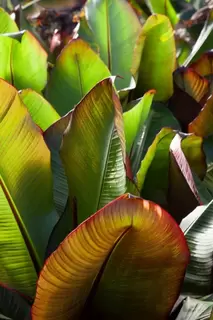 Flamboyant Fantastic Foliage – here come the BIG ones