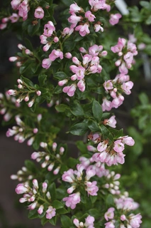 Flowering Hedge Options for Pollinators