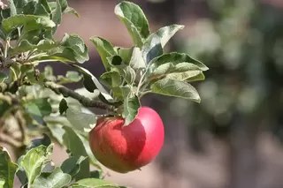 Fruit Trees and Autumn go hand in hand