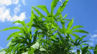 Funky Fatsia Alert