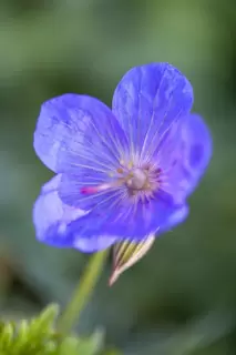 G Whizz those Geranium are looking grrrrrrreat