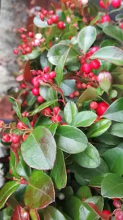 Gaultheria - Tiger Balm Plant