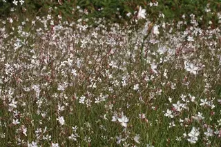 Gaura for the totally chilled