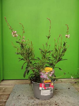 Gaura - Grace in Motion