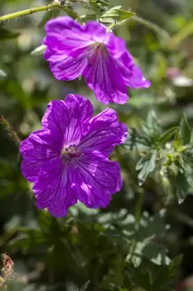 Geranium time of year