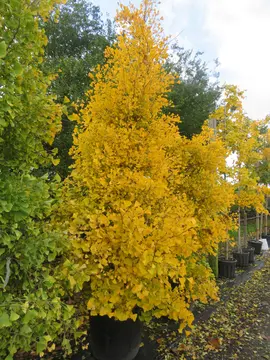 Ginkgo biloba ‘Fastigiata'