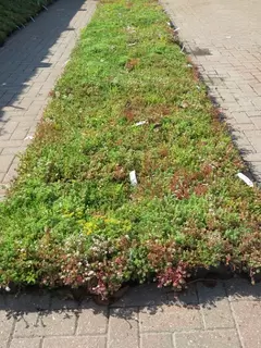 Green Roof Modules