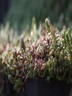 Green Roofs