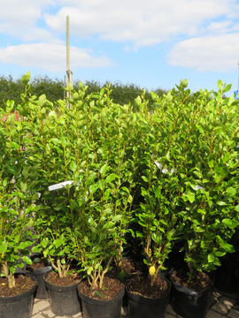 Griselinia littoralis - the perfect hedging plant!