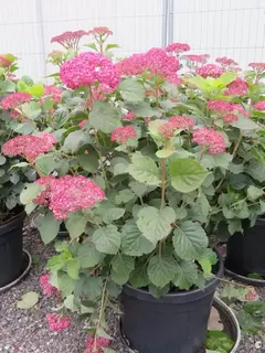 Hadlow College Hydrangeas