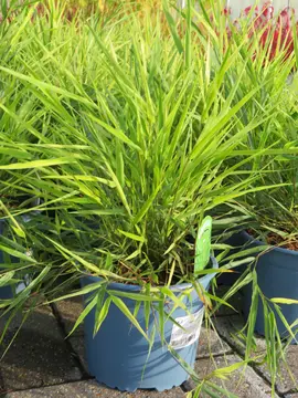 Hakonechloa macra