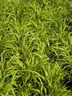 Hakonechloa - The Garden Designers favourite