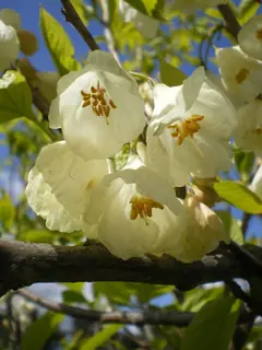 Halesia carolina